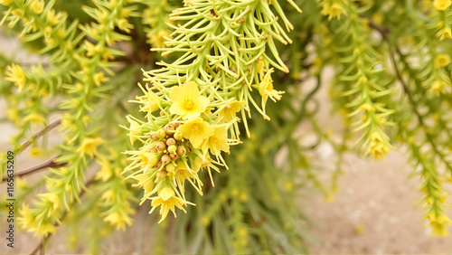 FLORES DE TAMARISCO (Tamarix Dalmatica) photo