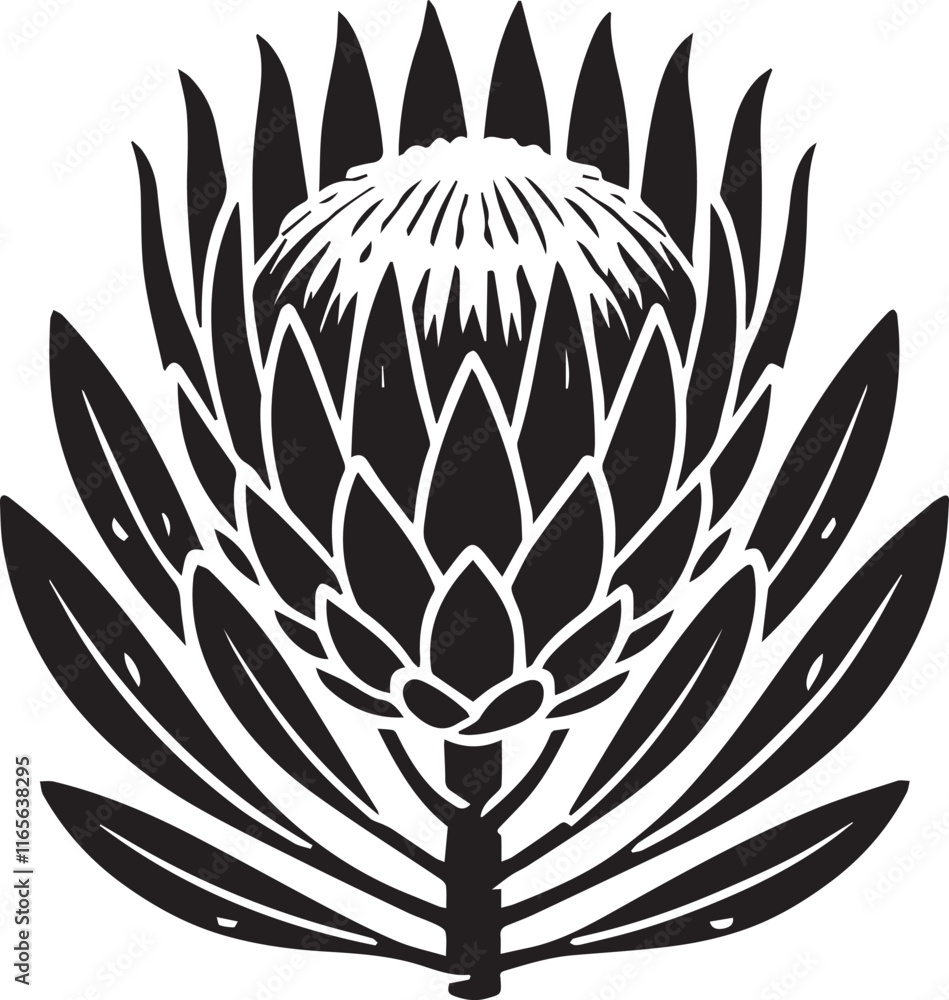 King Protea Flower style logo vector, King Protea vector illustration, King Protea Flower silhouette vector icon black and white King Protea Flower style logo vector, King Protea vector illustration, King Protea Flower silhouette vector icon black and white