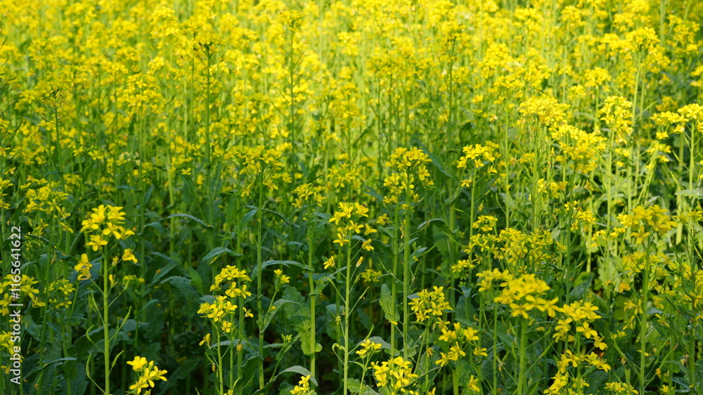 Fototapeta premium field of dandelions