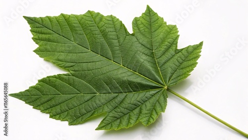 Sycamore leaf, large and deeply lobed green on white background photo