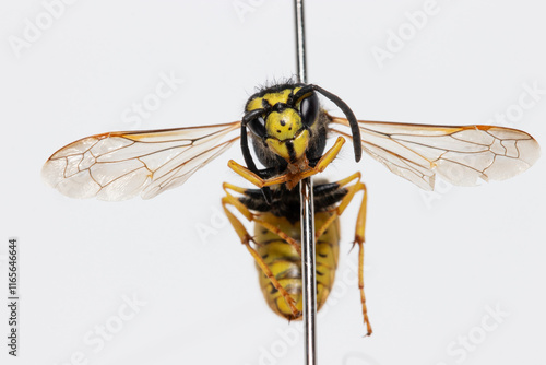 Pinned insect sample (Vespula germanica) also known as german wasp. 