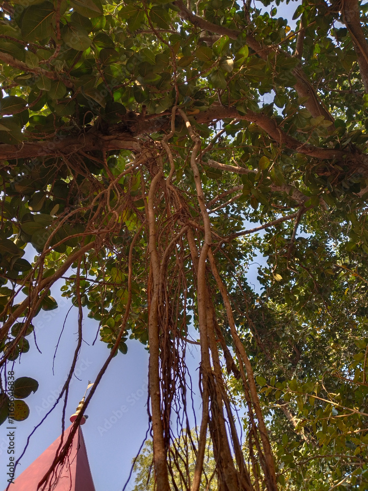 Fototapeta premium banyan tree roots hanging from branch.