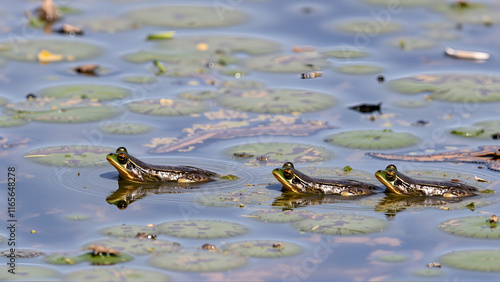 A wetland area with synchronized frog croaks photo