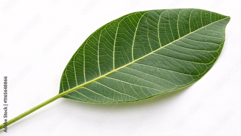 Pistachio leaf, lance-shaped and smooth green on white background Pistachio leaf, lance-shaped and smooth green on white background