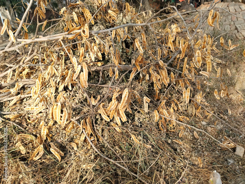 dry Wattleseed spice tree harvested. photo