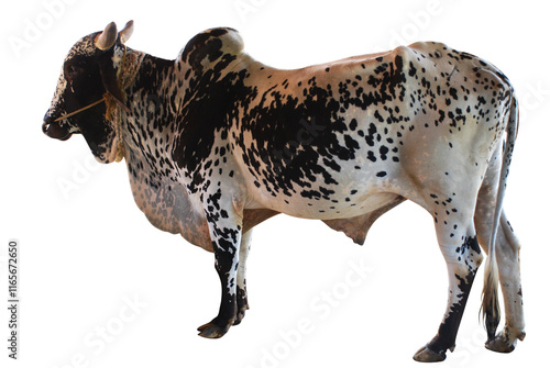 Indian bull for agriculture purpose, cutout on green background
