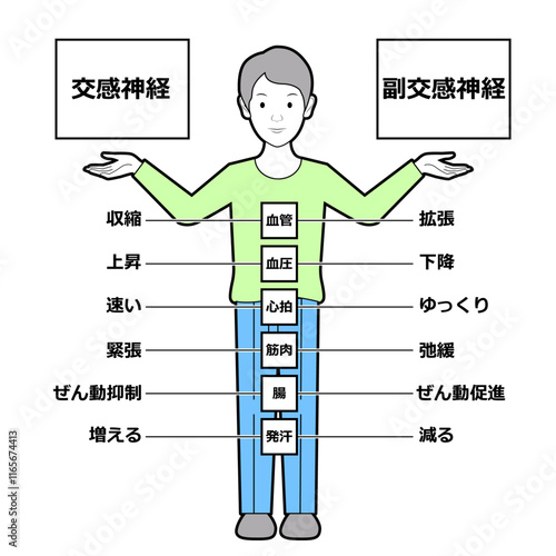 交感神経と副交感神経の体の状態