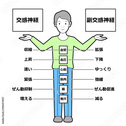 自律神経による身体の状態