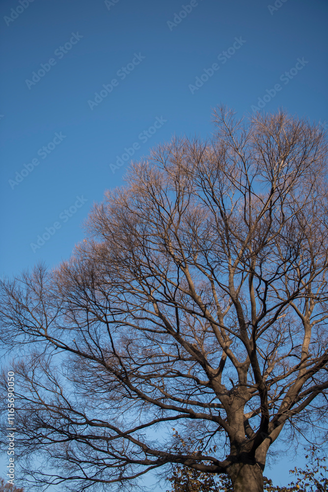 Fototapeta premium 겨울 나무는 쓸쓸하다