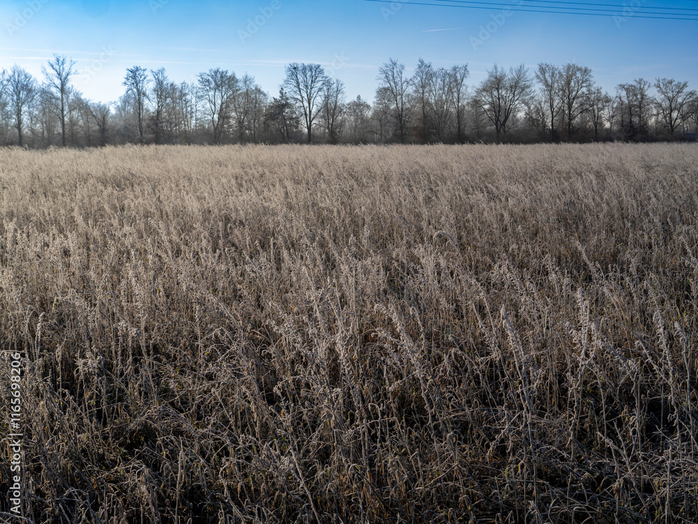 Winter landscape near Hohenbrunn in Germany. Winter landscape near Hohenbrunn in Germany.