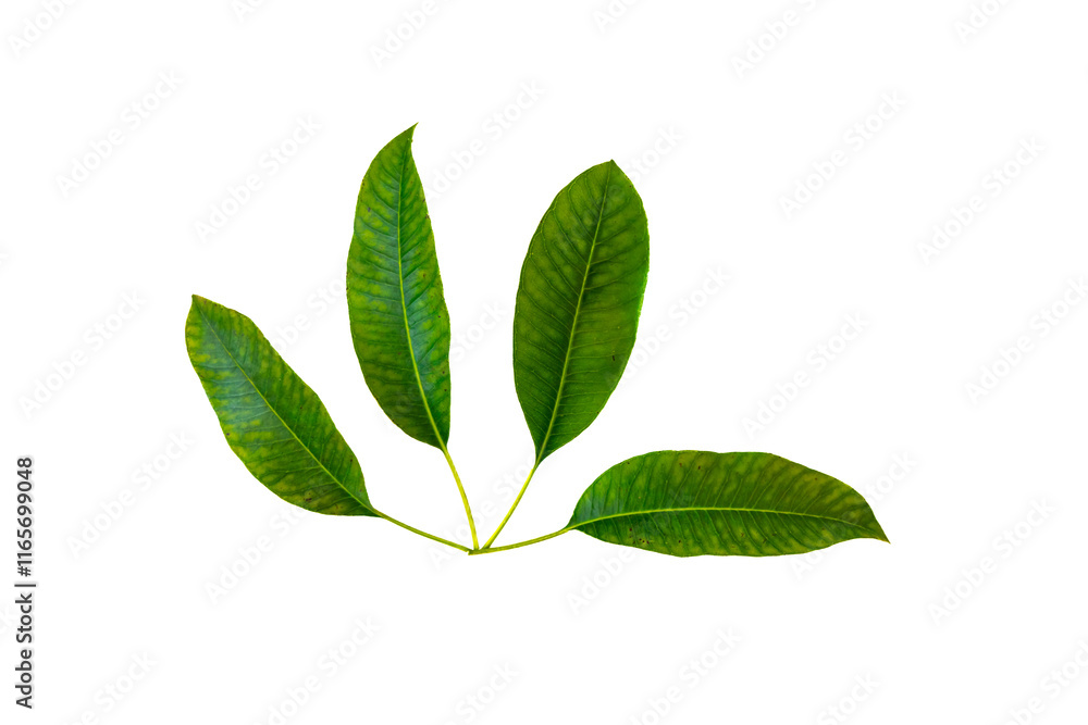 Green leaf isolated on transparent background png Green leaf isolated on transparent background png