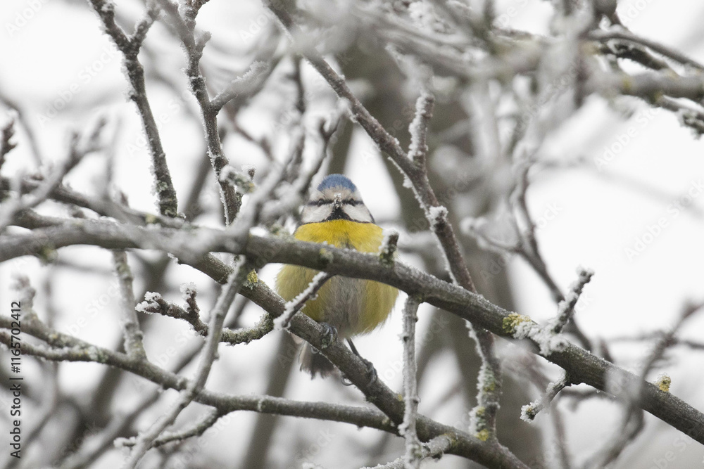 Blaumeise, Cyanistes caeruleus, eine Vogelart der Gattung Cyanistes mit blau gelbem Gefieder, bluetit Blaumeise, Cyanistes caeruleus, eine Vogelart der Gattung Cyanistes mit blau gelbem Gefieder, bluetit