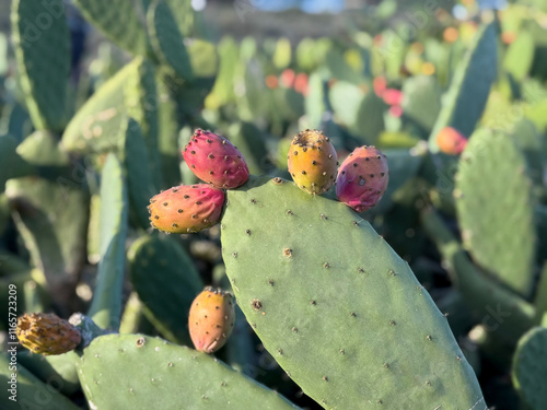 Opuntia cactus plant with ripe orange prickly pears cactus fruits close up photo