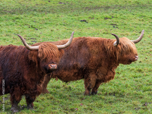 Obraz na płótnie Two Highland Cattle in a Field w salonie