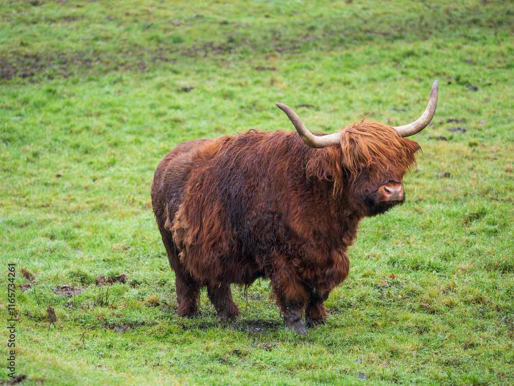 Highland Cattle Feeding on Grass Highland Cattle Feeding on Grass