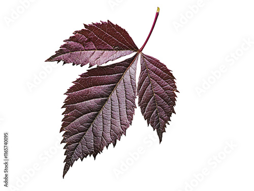 Isolated Dark Red Leaf