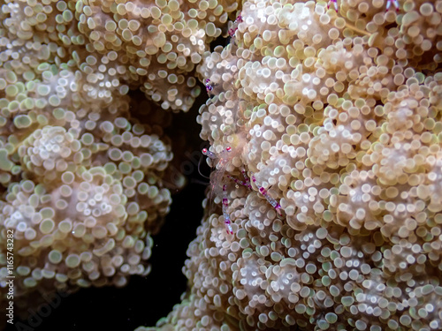 ナデシコカクレエビ