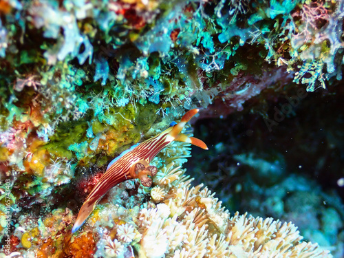 オキナワリュウグウウミウシ