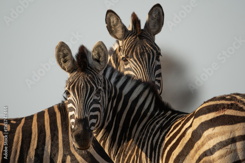 zebra close up