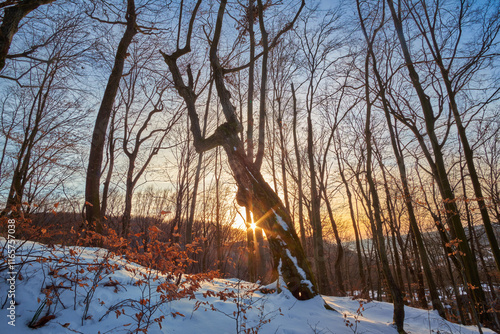 Sunset in a winter, mountain forest. A bizarrely curved tree in the foreground adds drama to the evening landscape photo