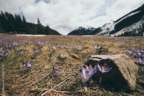 Dolina Chocholowska with blossoming purple crocuses or saffron flowers,Tatra mountains, Poland. photo