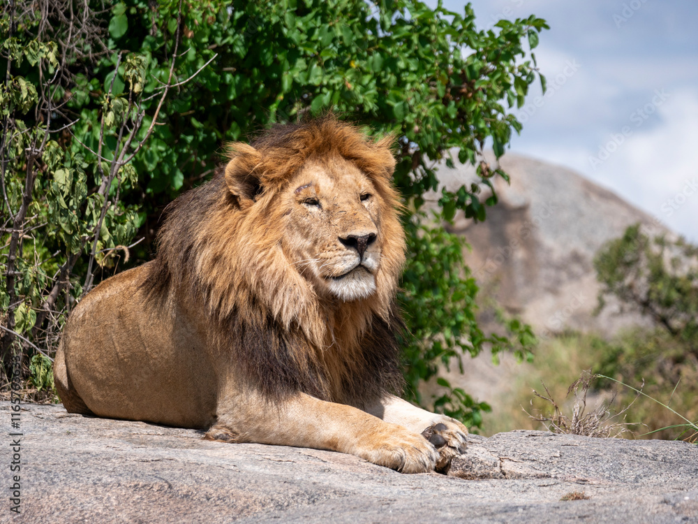 Magnificent, deeply relaxed lion having his midday siesta on a rock in the Serengeti. Magnificent, deeply relaxed lion having his midday siesta on a rock in the Serengeti.