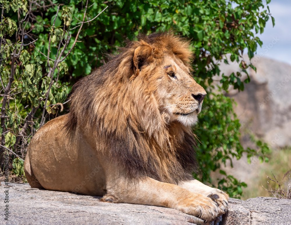 Magnificent, deeply relaxed lion having his midday siesta on a rock in the Serengeti. Magnificent, deeply relaxed lion having his midday siesta on a rock in the Serengeti.