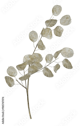 Ivory white leaves of lunaria or pope's coin isolated with brown branch for natural compositions