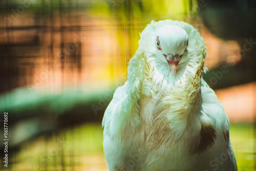 Close-up of a white fancy jacobin pigeon with a feathered ruff