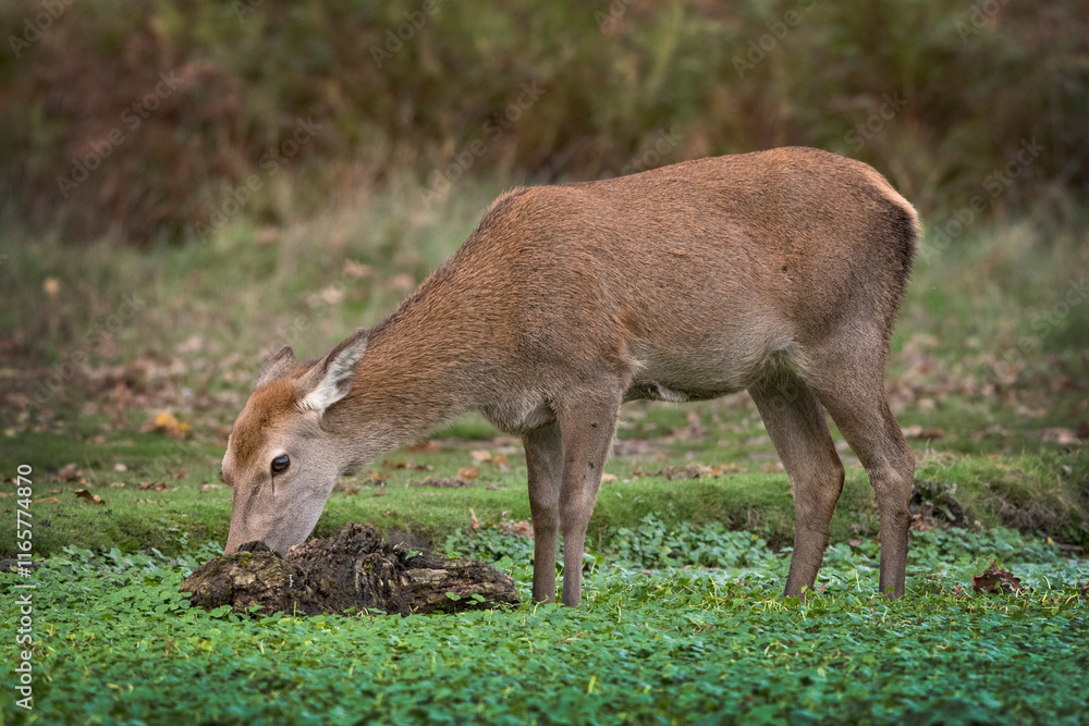 Fototapeta premium Young deer foraging in the shallow waters