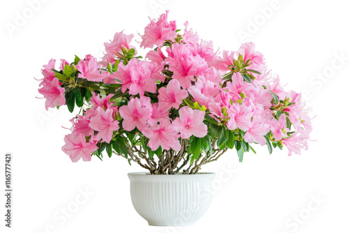 Bright Pink Azalea Bush with Full Blooms Isolated on Transparent Background photo