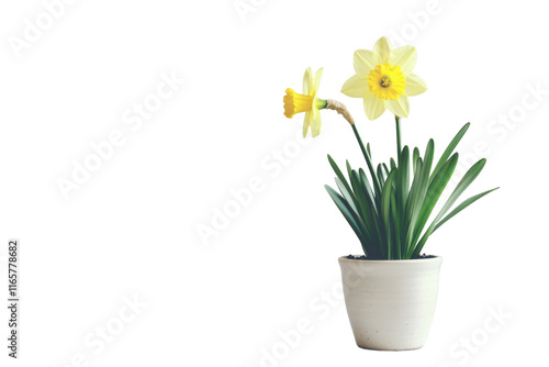 Wallpaper Mural Bright Yellow Daffodil Petals Isolated on Transparent Background Torontodigital.ca
