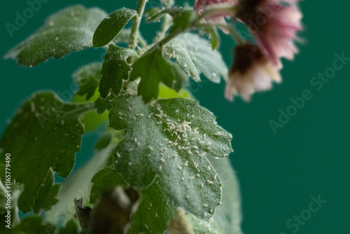White flies greenhouse pest, whiteflies on green leaf
