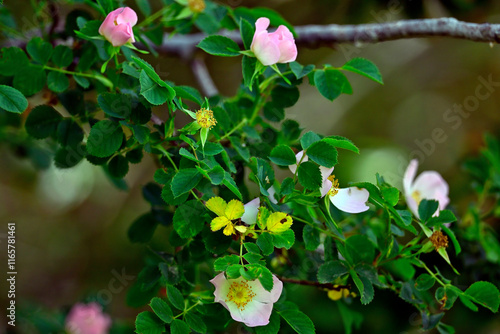 Hundsrose // Dog rose (Rosa canina) photo