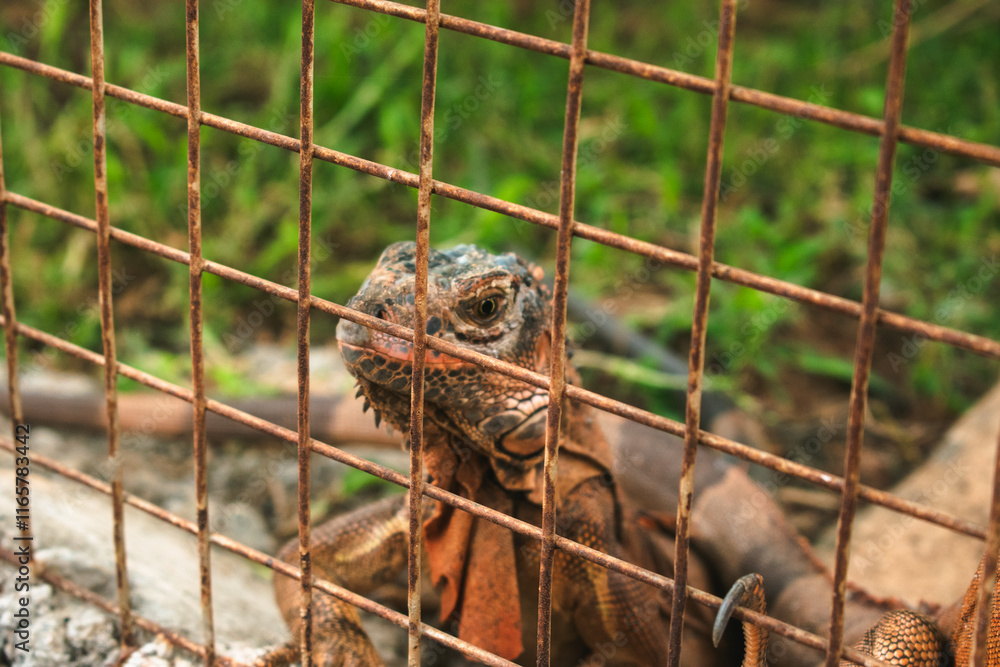Closeup of orange iguana in the cage. Closeup of orange iguana in the cage.