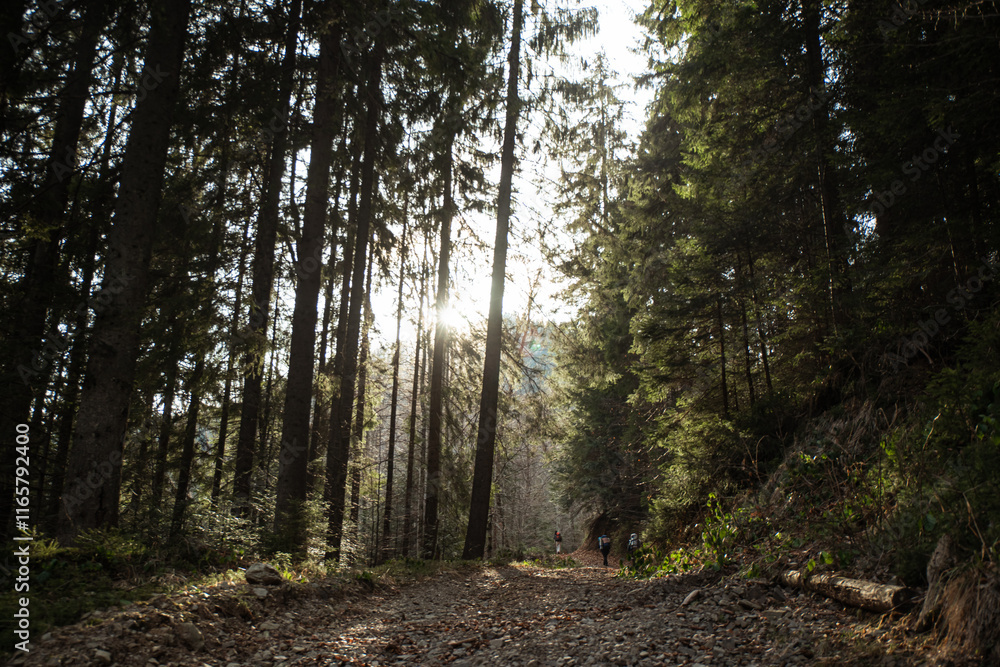 Fototapeta premium Hiking through a sunlit forest trail surrounded by tall trees in early morning light. Gorgany range during spring. Carpathian mountains, Ukraine