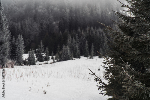 Snowy winter landscape with evergreen trees and fog in the mountains. Gorgany range during winter. Carpathian mountains, Ukraine photo