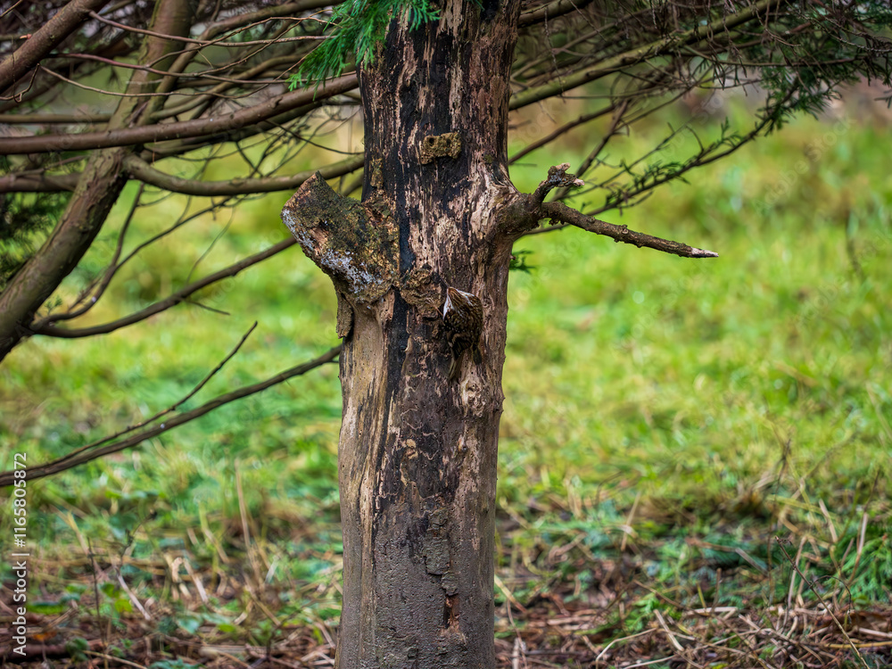 Fototapeta premium Treecreeper Feeding on a Fir Tree