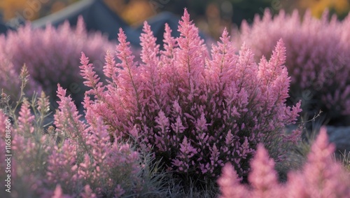 Pink heather blooming magically in autumn fields photo