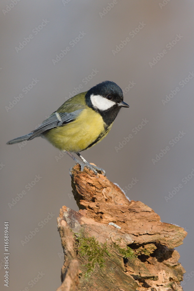 Obraz premium Parus major aka great tit perched on the tree branch in winter. Common bird in Czech republic.