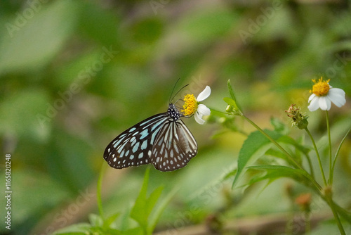 リュウキュウアサギマダラ
