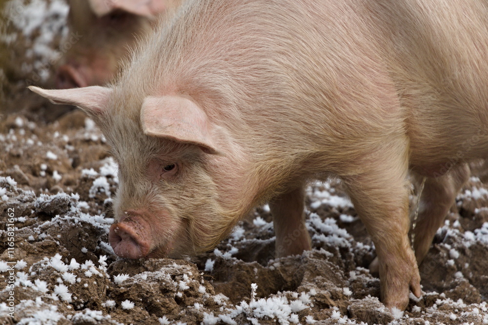 Dirty domestic pig aka Sus domesticus in the pigsty. Small farm in Czech republic. Dirty domestic pig aka Sus domesticus in the pigsty. Small farm in Czech republic.