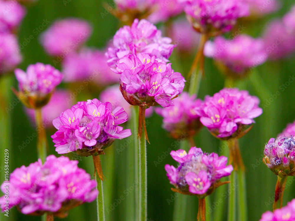 Fototapeta premium Strand-Grasnelke (Armeria maritima)