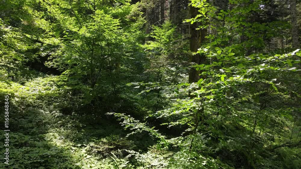 Epic Forest Drone Epic Forest Drone