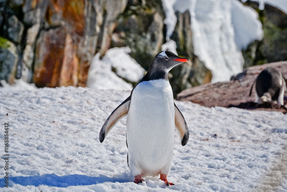 Fototapeta premium standing penguin looking to the right