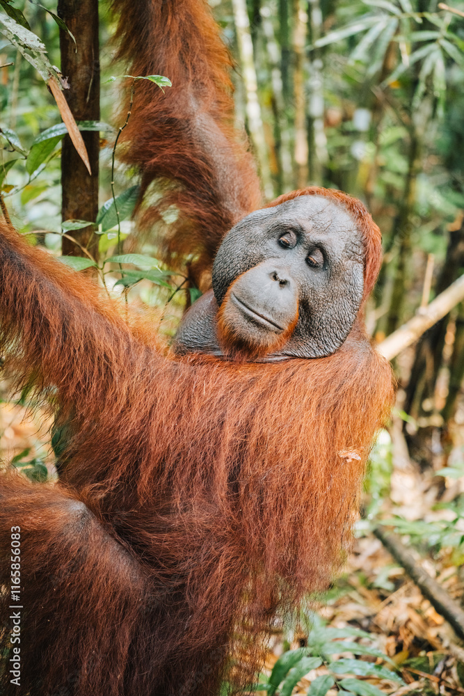 Orangutan in the jungle of Borneo, Indonesia.
