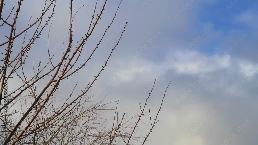 High tree branches and treetops tower into blue winter sky. High tree branches and treetops tower into blue winter sky.