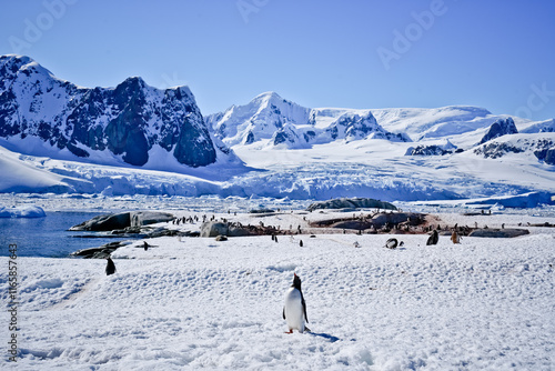 penguin in antarctica