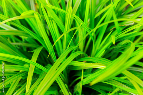 Grünblättrige Segge - Carex foliosissima 'Irish Green'