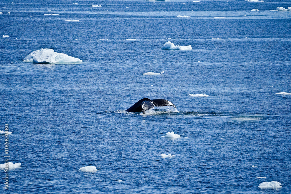 Fototapeta premium Humpback tail fluke in Antarctica
